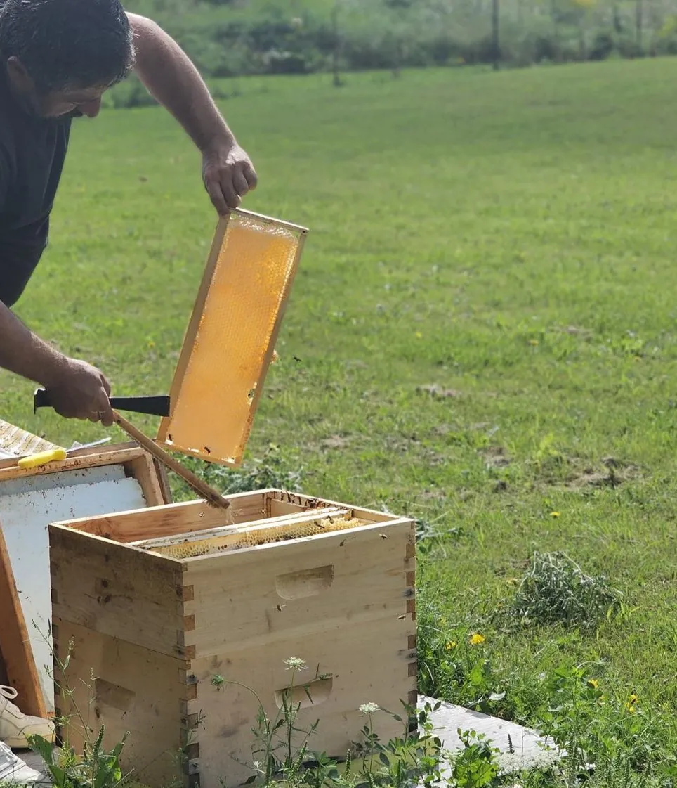 Beekeeper lifting the canvas cover of a hive full of bees, Ontario apiary