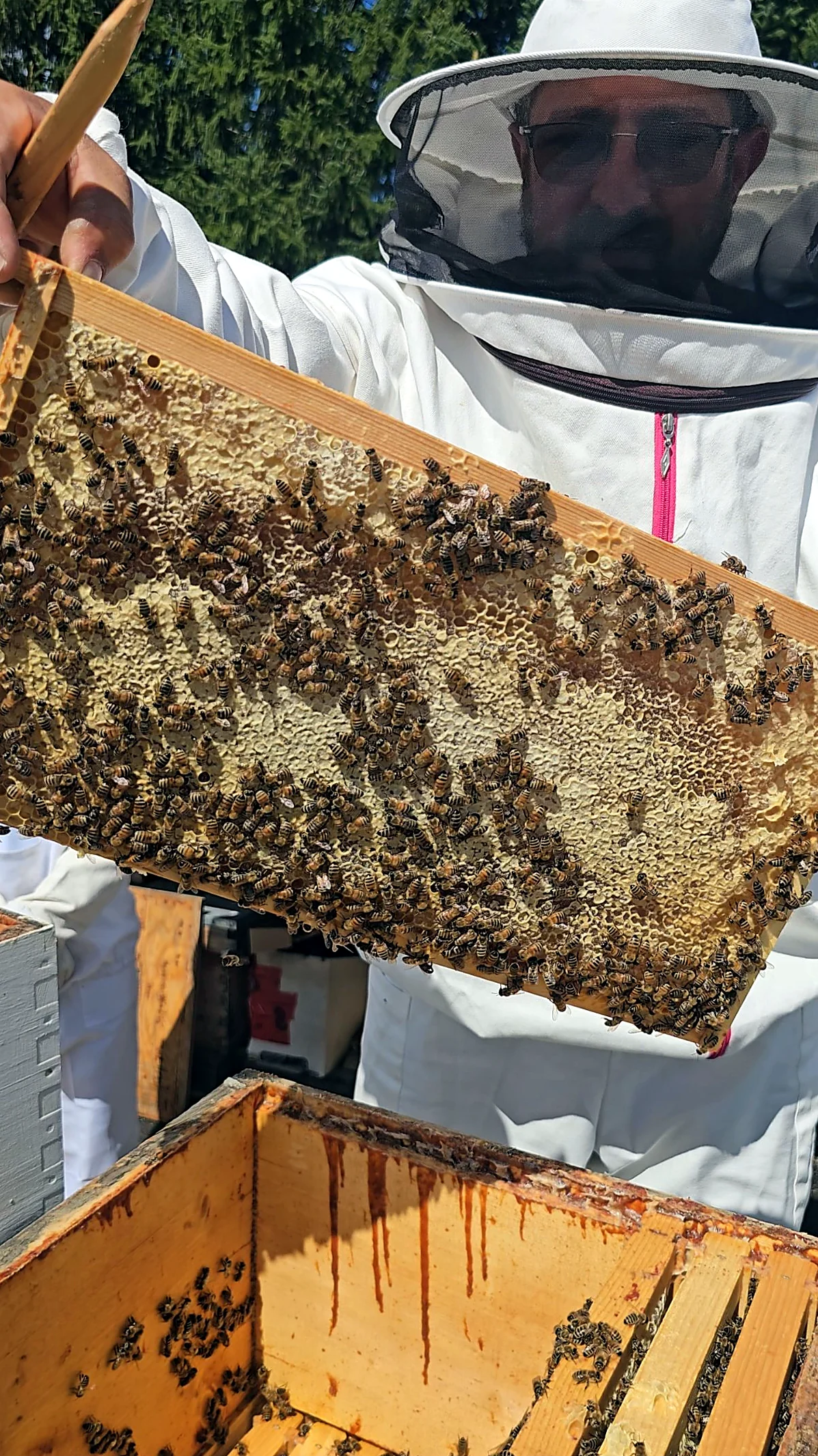Frame of capped comb honey sealed by the bees in natural beeswax