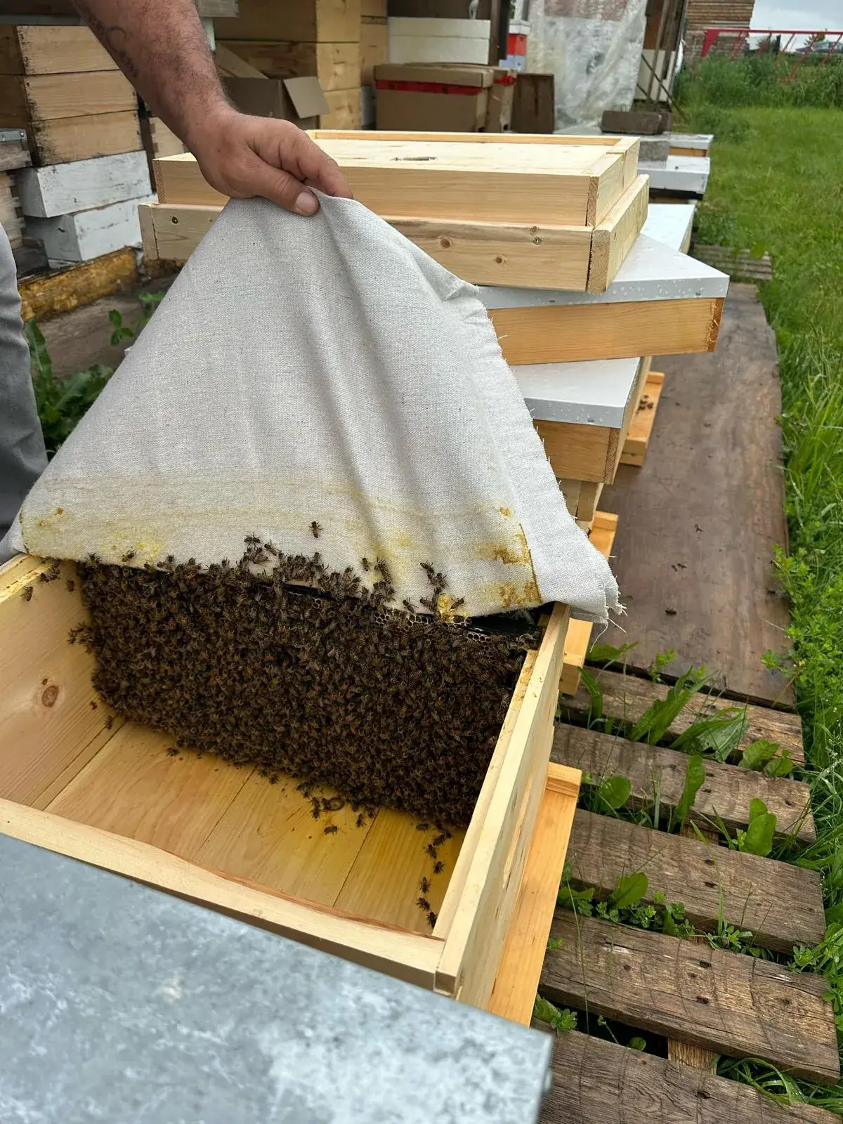 Bees at the entrance of a wooden beehive on a sunny day