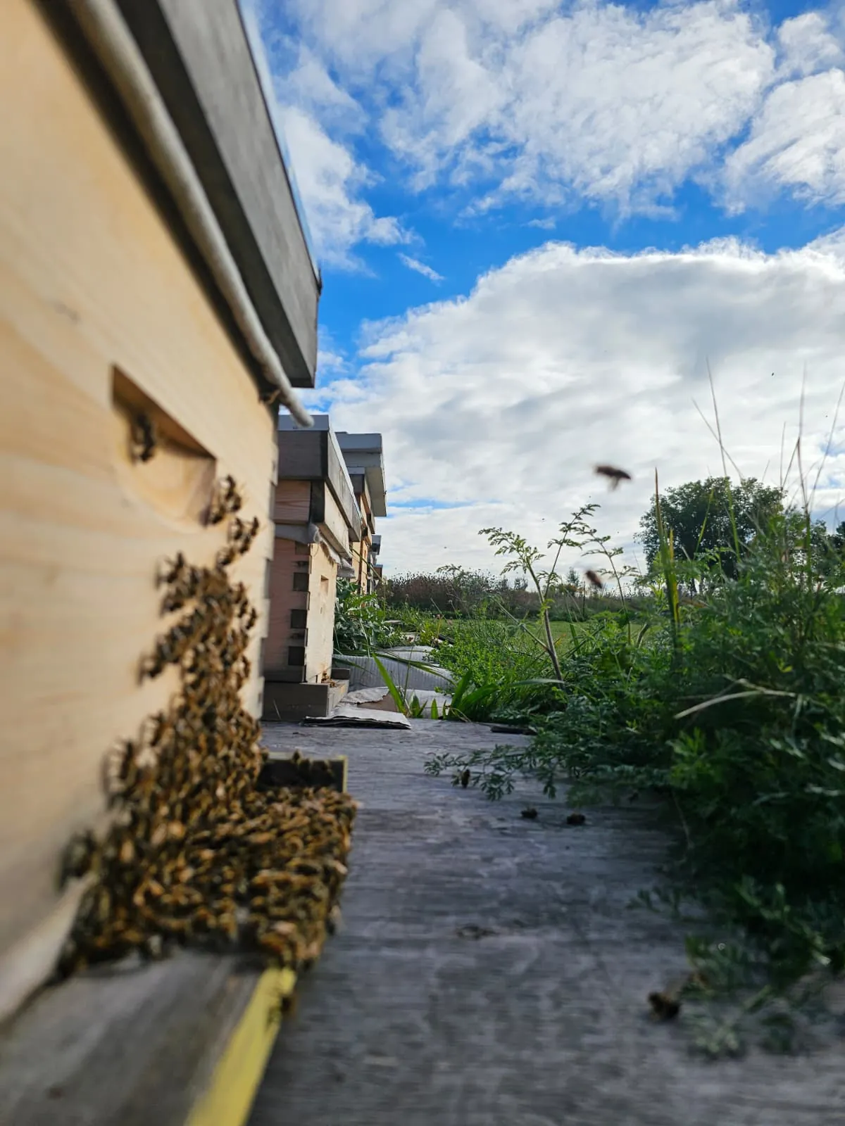 Wooden beehives in the North Maple apiary, Ontario Canada